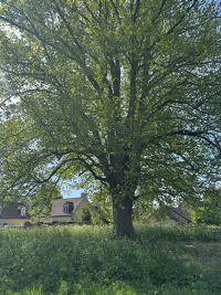 limetree